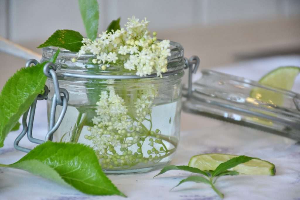 Read more about the article Brewing with Elderflowers – Easy to Follow Guide