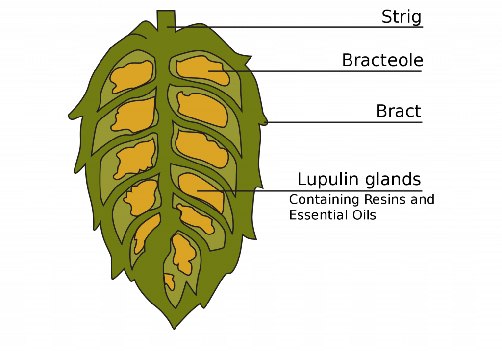 Read more about the article What Are Hops? How Are Hops Used in Beer?