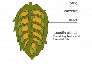 Read more about the article What Are Hops? How Are Hops Used in Beer?